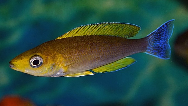 Cyprichromis coloratus